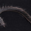 Zonkerstrip Muskrat - black