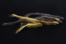 Zonkerstrip Muskrat 2,5 mm-0