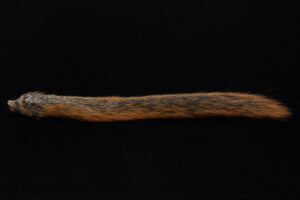 Squirrel Tail-715