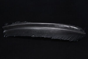 Turkey Biot Quills-847