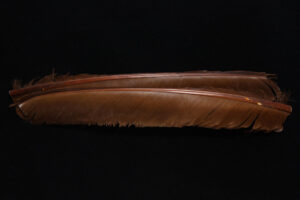 Turkey Biot Quills-844