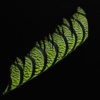 Lady Amherst Center Tail - chartreuse