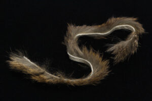 Rabbit Strips-594