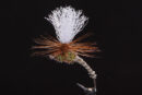 Klinkys callibaetis-0