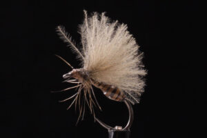 AB CDC Quill Ant-0