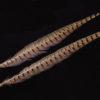 Ringneck Pheasant Tail Feather - natural