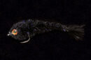 Chocklett's Micro Changer black